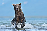 Kamchatka brown bear, Russia