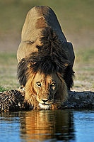 Lion, Kalahari, Botswana