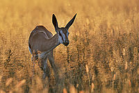 Springbok, Kalahari, Botswana