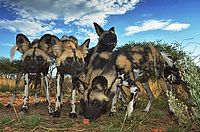 Wild dogs, Namibia