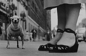 Psík, New York, 1946