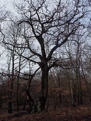 Originál, 1/1250 s, f/3.6, ISO: 200, Ohnisková vzdálenost (EQ35mm): 41 mm 