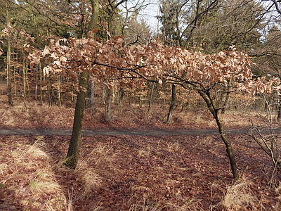 Originál, 1/640 s, f/3.1, ISO: 200, Ohnisková vzdálenost (EQ35mm): 22 mm 