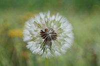 Samsung NX300, 1/160s, f/5.6, ISO 200 Samsung NX300, 1/160s, f/5.6, ISO 200