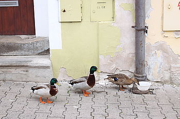 1/80 s, f/5.6, ISO: 100, ,WB Automatické | (c) Petr Koritina 1/80 s, f/5.6, ISO: 100, ,WB Automatické