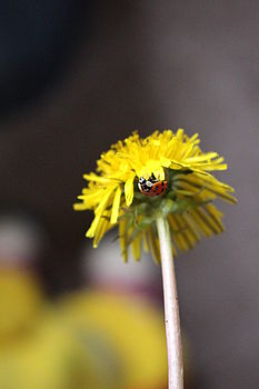 1/80 s, f/5.6, ISO: 4000, ,WB Automatické | (c) Petr Koritina 1/80 s, f/5.6, ISO: 4000, ,WB Automatické