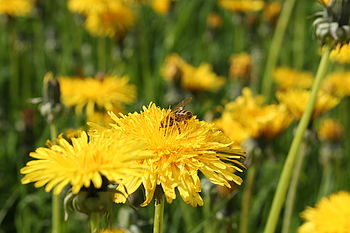 1/250 s, f/10, ISO: 100, ,WB Automatické | (c) Petr Koritina 1/250 s, f/10, ISO: 100, ,WB Automatické