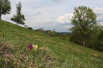 1/250 s, f/10, ISO: 100, ,WB Automatické | (c) Petr Koritina 1/250 s, f/10, ISO: 100, ,WB Automatické