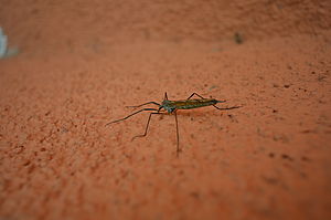1/25 s, f/5.0, ISO: 100, WB Automatické