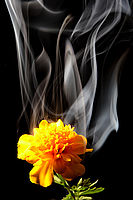 kouř z tyčinky pod květinou prostupuje květem