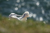 ISO 100, 1/1600 s, F4.0 - EF70-200mm f/4L IS USM ISO 100, 1/1600 s, F4.0 - EF70-200mm f/4L IS USM