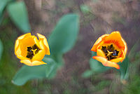 Revuenon 55mm F1,2 + Pentax K10D