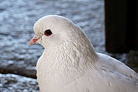 ohnisko: 200mm, čas: 1/320, clona: 4.5, ISO: 500