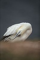 Canon EOS-1D X, EF 400 F2.8, 1/2500, F2.8, ISO 400