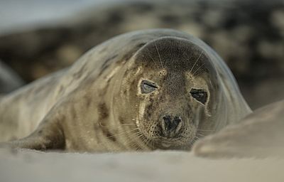 Canon EOS-1D X, EF 400 F2.8, 1/640, F4.5, ISO 200