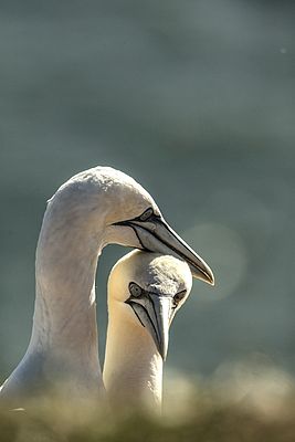 Canon EOS-1D X, EF 400 F2.8, 1/2500, F5.6, ISO 800