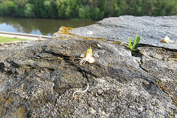 1/60 s, F11, ISO: 250, f=12.50 mm 