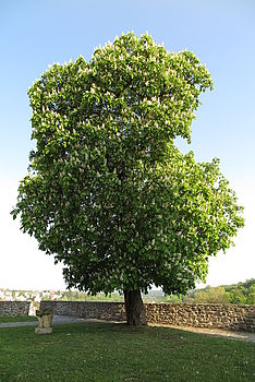 1/250 s, F4.0, ISO: 100, f=12.50 mm 