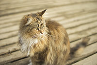 SMC Pentax M 50mm F1.7, Lens Turbo I, 1/640 s , F1.7, ISO200 | (c) Jakub Súkeník SMC Pentax M 50mm F1.7, Lens Turbo I, 1/640 s , F1.7, ISO200