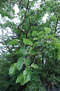 ISO 3200, F3.5, 1/60 s, f=16.00 mm, exp. com. 0, WB Automatické