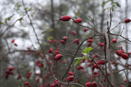 DA 18-55mm F3.5-5.6, ISO400, F8.0, 1/100 s, exp. -0.30, WB Automatické 