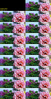 Bokeh u 24mm Bokeh u 24mm