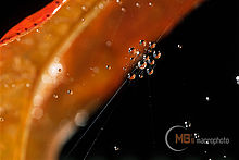 4  Plachta s démantem (1999, střední Čechy)