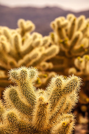 Foto 7: Canon EOS 5D Mark II, objektiv Canon 70-200mm f/4 L, 176mm, ISO 200, clona f8, 1/640s