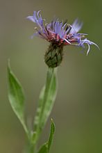 F4.0, 1/400 s, ISO: 200