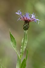 F8.0, 1/80 s, ISO: 200