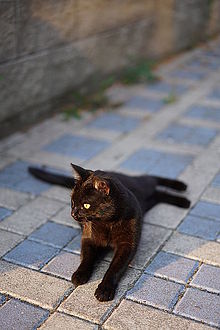 Sony FE 55mm F1.8 ZA, clona F1.8, 1/500 s , ISO 100, kom. exp. 0, WB Automatické, DRO Auto