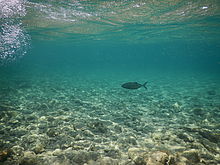 F2.8, 1/1250 s, ISO: 125, f=24 mm (35mm ekv.), COOLPIX AW130 