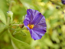 F4.3, 1/60 s, ISO: 125, f=52 mm (35mm ekv.), COOLPIX AW130 