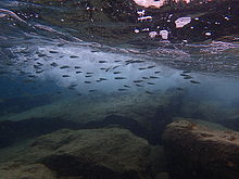 F2.8, 1/500 s, ISO: 100, f=25 mm (35mm ekv.), TG-4             