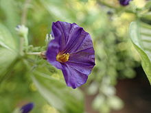 F2.3, 1/125 s, ISO: 100, f=30 mm (35mm ekv.), TG-4             