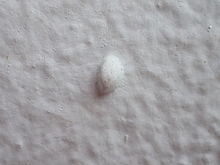 F4.9, 1/250 s, ISO: 800, f=100 mm (35mm ekv.), TG-4             