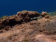 F8.0, 1/125 s, ISO: 100, f=25 mm (35mm ekv.), TG-4             